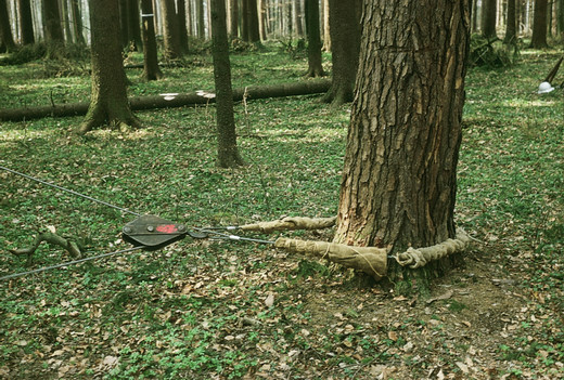 Foto Umlenkrolle am Stamm mit Stammschutz