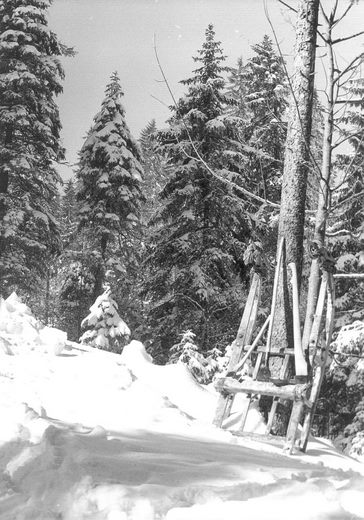 Foto Bockschlitten im Wald