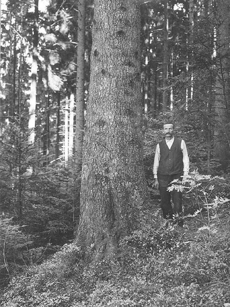 Foto Förster neben Weisstanne