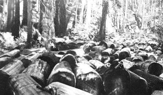 Foto Holz, bereit zum Flössen