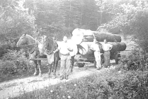 Foto Trämeltransport mit Pferden