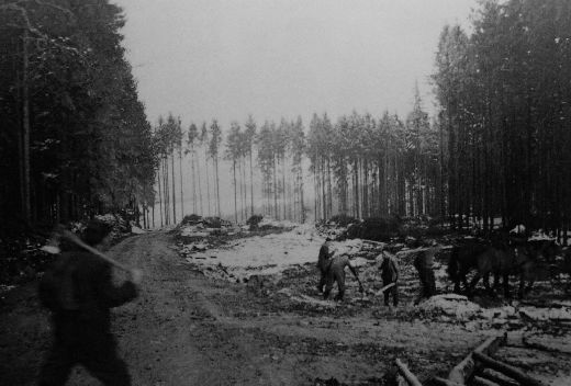 Foto Kriegsrodung