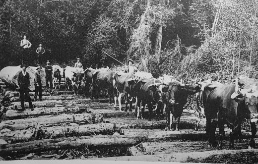 Foto Holz rücken mit Ochsen