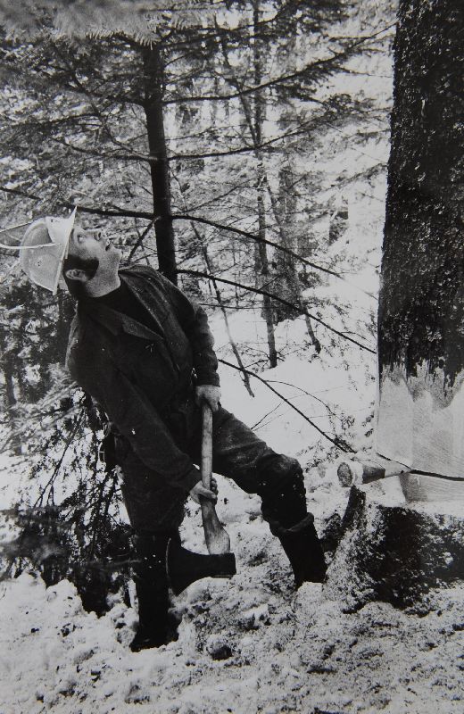 Foto Keilen des Baumes