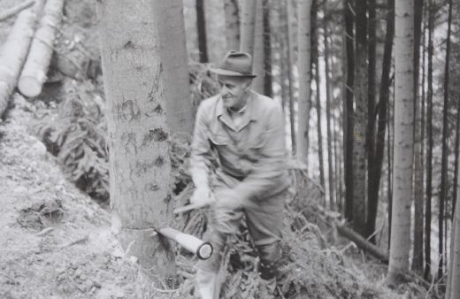 Foto Fällen im Wald