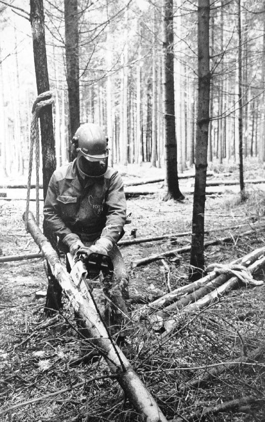 Foto Entasten von Schwachholz
