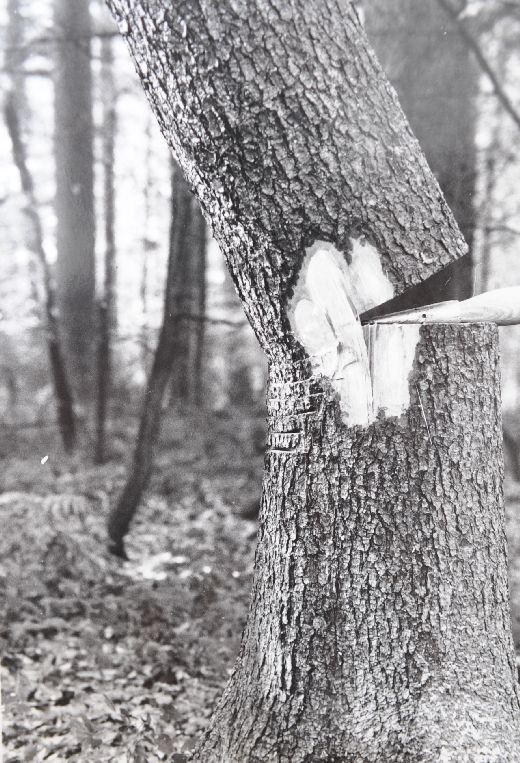 Foto Faulbaum