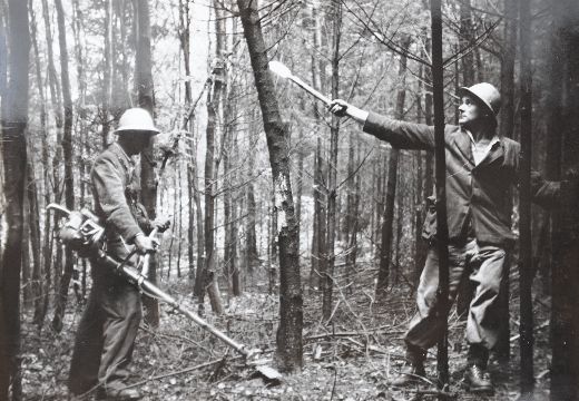 Foto Schwachholzdurchforstung