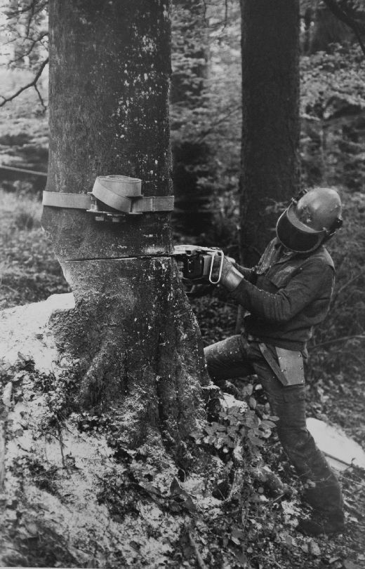 Foto Fällen mit Stammpresse