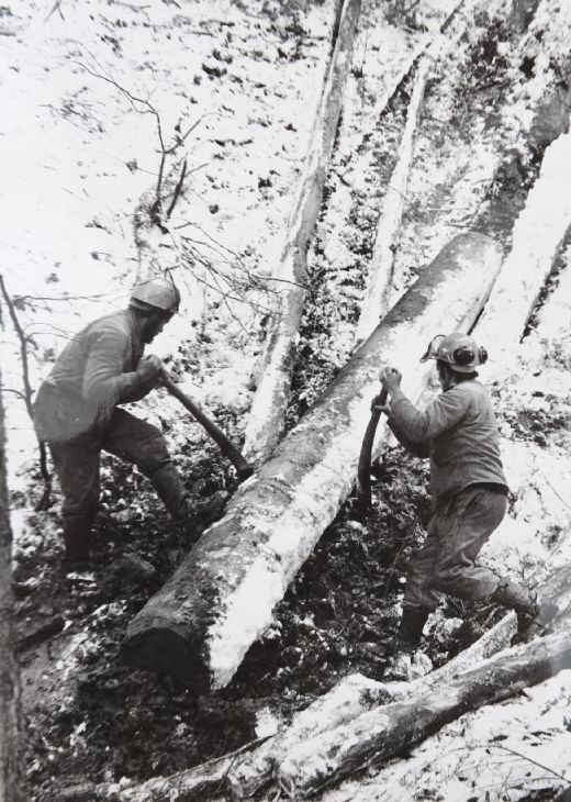 Foto Reisten von Stammholz