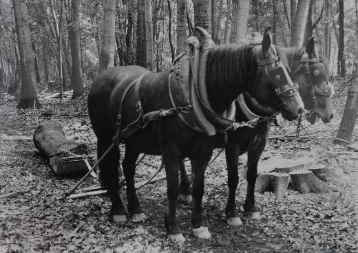 Foto Rücken mit Pferd