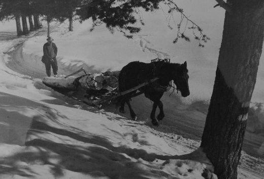 Foto Holz rücken mit Pferd
