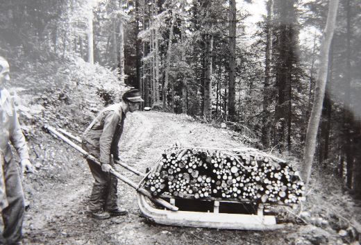 Foto Rücken von Büscheli mit Schlitten
