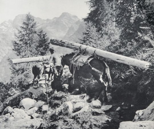 Foto Holztransport mit Maulesel