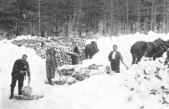Foto Brennholz rüsten