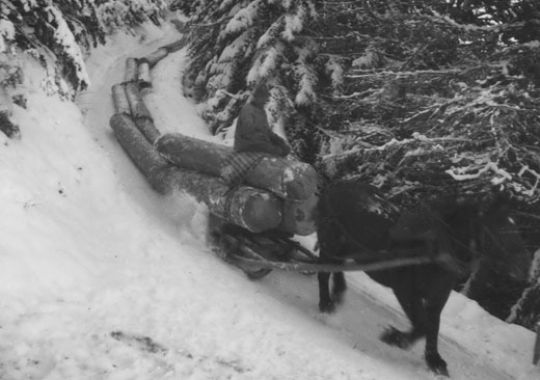 Foto Pferdefuhrwerk im Schnee