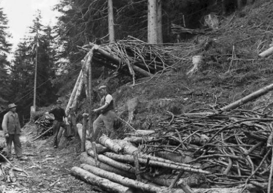 Foto Brennholz aufbereitung