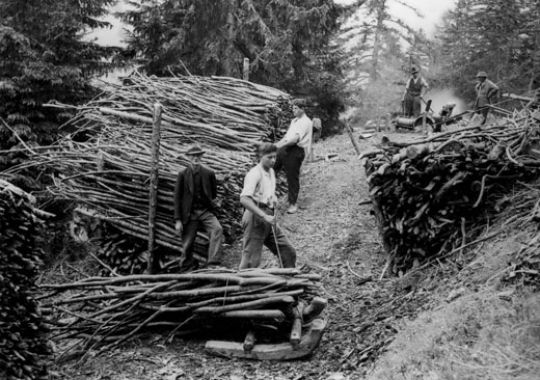 Foto Brennholzaufbereitung mit Aesten