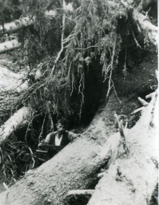 Foto Aufrüsten von Sturmholz