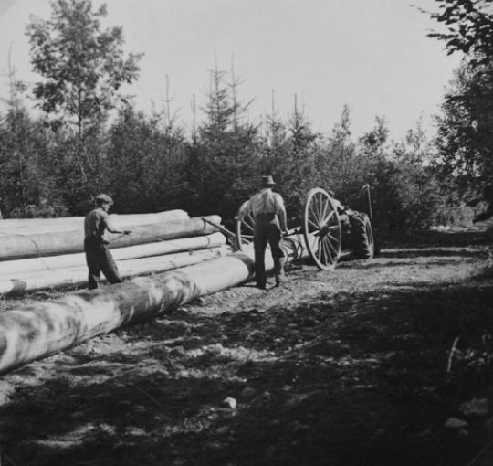 Foto Lagern mit Rückewagen Stier