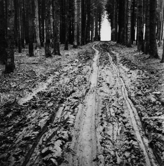 Foto Erdweg, Rückegasse vedichtet