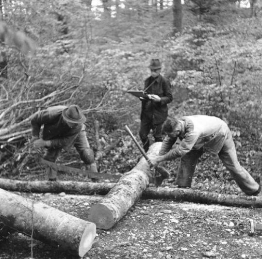 Foto Zersägen von Holz am Boden mit Zeitmessung
