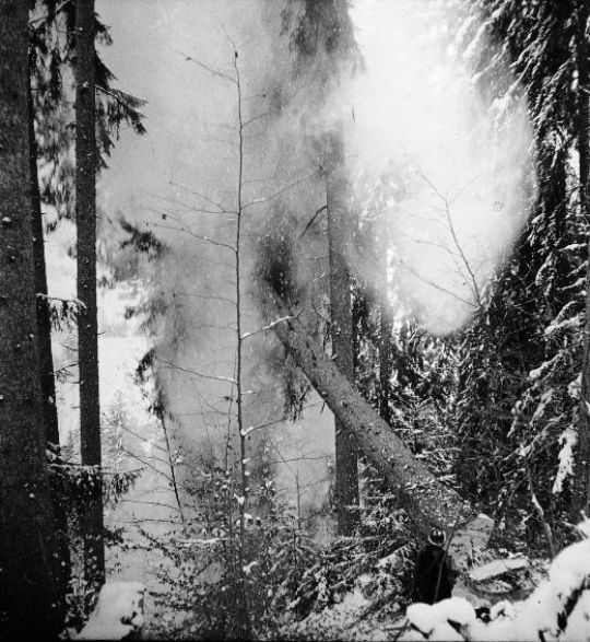 Foto Fall des Baumes im Schnee
