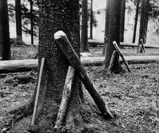 Foto Schutz der Stämme beim rücken