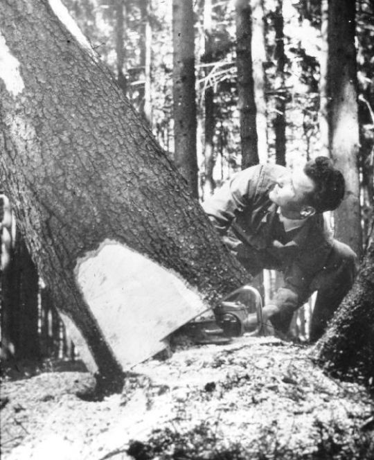 Foto Baum fällt