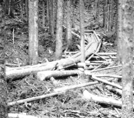 Foto Reisten im Wald