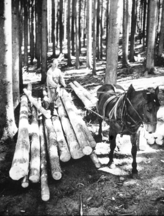 Foto Rücken mit Pferd
