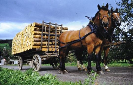 Foto Papierholztransport zur Bahn