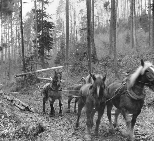 Foto Rücken von Langholz aus dem Bestand