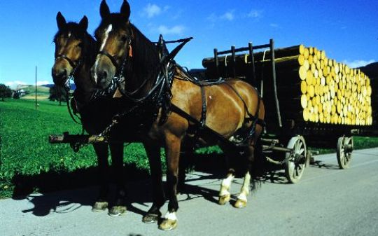 Foto Transport von Papierholz mit Pferden