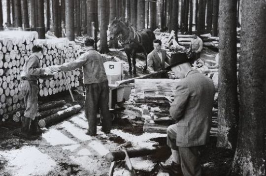 Foto Papierholz einschneiden