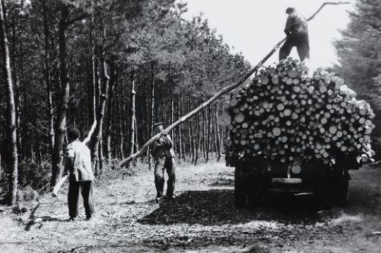 Foto Schichtholz aufladen