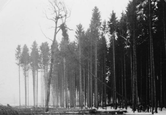Foto Kahlschlag