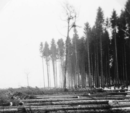 Foto Schlagrand mit liegendem Holz