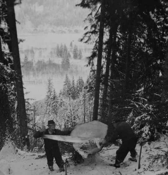 Foto Abschneiden des Waldbartes