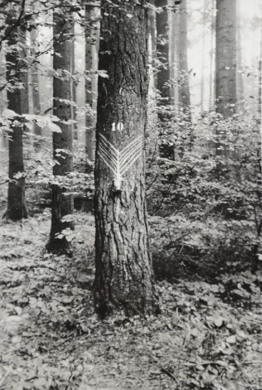 Foto Harzgewinnung
