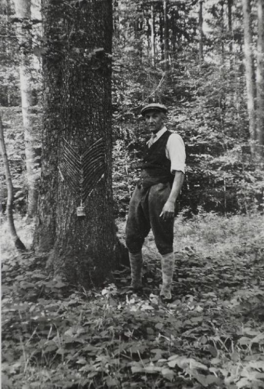 Foto Harzgewinnung