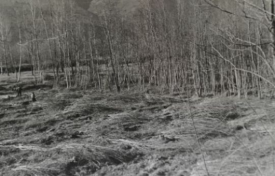Foto Rodung für die Korrektion des Ticino