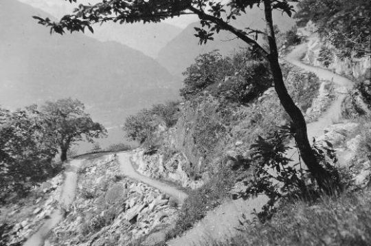 Foto Schmaler Forstweg