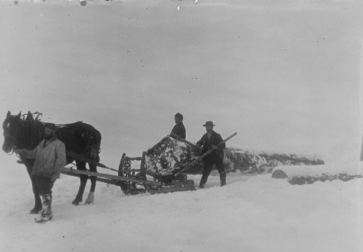 Foto Langholztransport mit Pferd