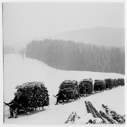 Foto Hornschlitten im Schnee