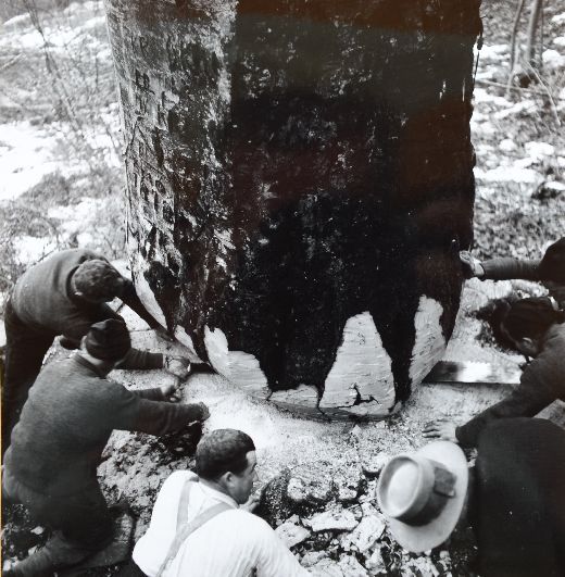 Foto Fällschnitt