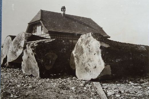 Foto Birnbäume am Bahnhof