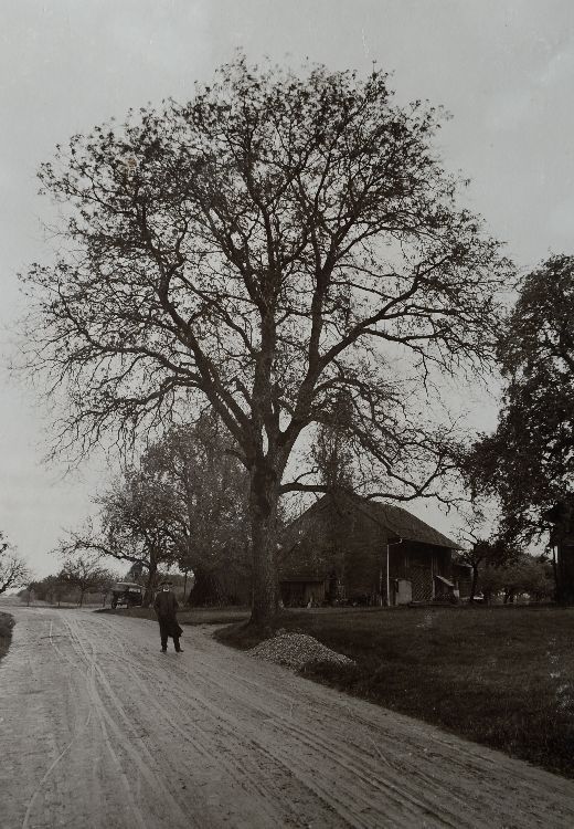 Foto Nussbaum