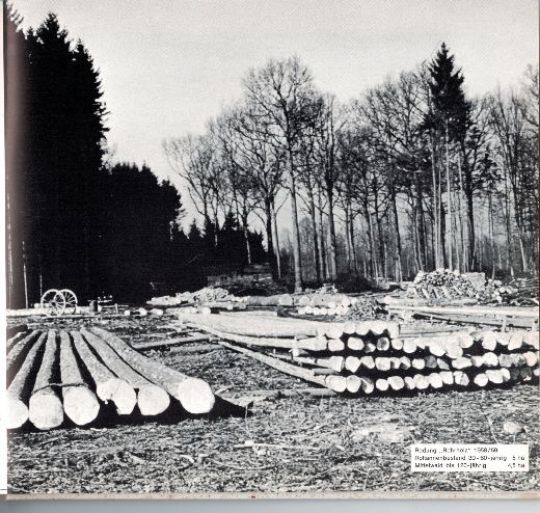Foto Rodung Rohrholz